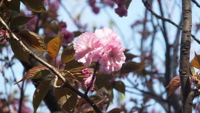 八重の里桜-2
