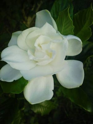 クチナシの白い花〜〜。