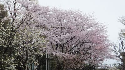 センダイヤ桜-2