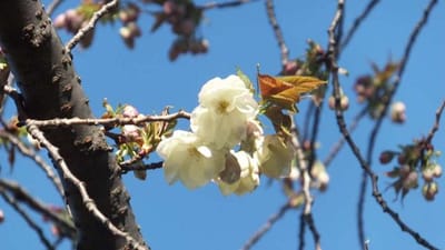 ウコン桜