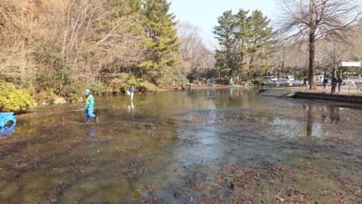 池の清掃作業-2