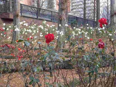 イタリア式庭園のバラ