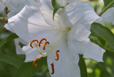 ７月に写した花　カサブランカ