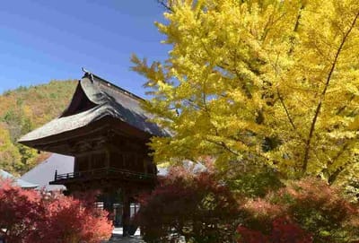 霊松寺山門とオハツキイチョウとドウダン紅葉