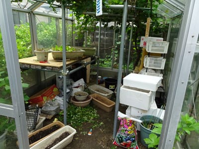 梅雨時は温室がプランター園芸の作業場