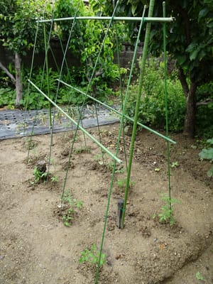 脇芽を採取し挿し芽して育てたトマト苗