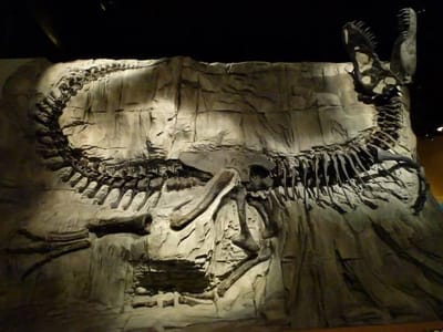 恐竜の化石