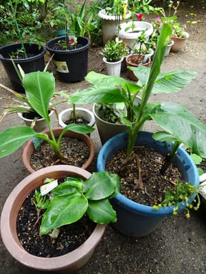 鉢植えバナナ