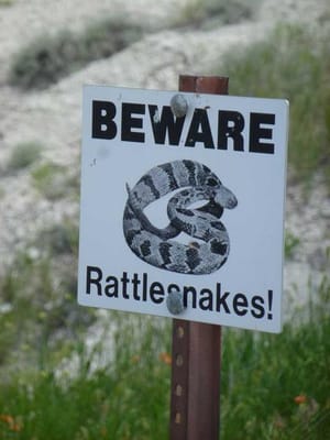 ガラガラヘビ注意