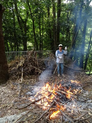 枯れ木の焼却