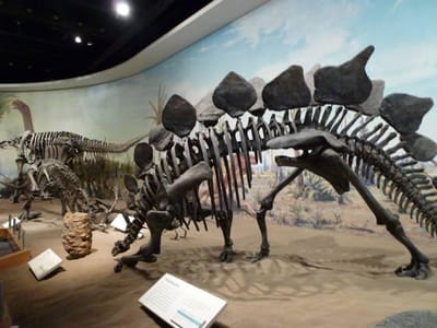 恐竜の化石標本