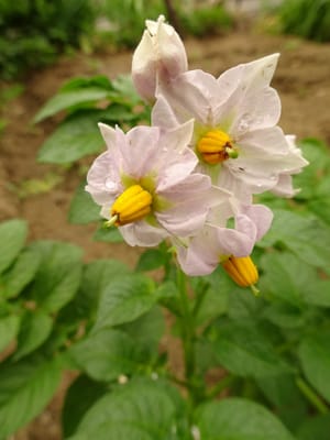 薄ピンクのジャカイモの花(キタアカリ)