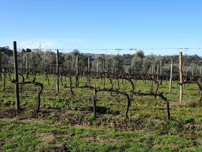 無題綺麗に剪定されているワイン用ブドウ畑