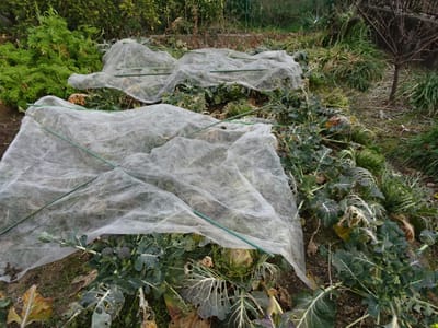 ヒヨドリ食害防止のための不織布カバー
