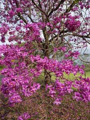 ブラジルの桜「イッペー」