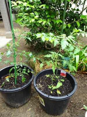 鉢植えトマト