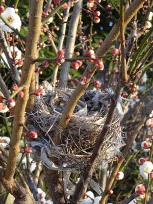 梅の木にかけられた少し大きな鳥の巣