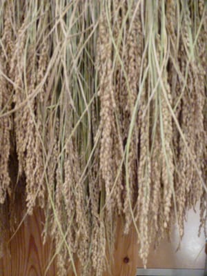 今年の南魚沼産コシヒカリの稲