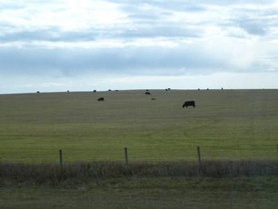 大牧場に放牧されている牛
