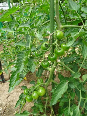 順調に育ちつつあるトマトの実