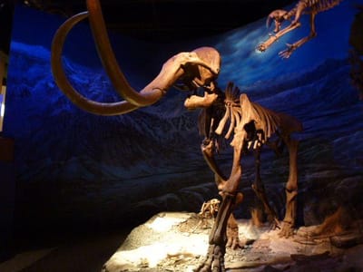 マンモスの化石標本