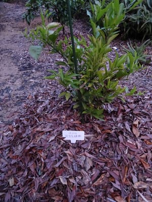 先月訪れた同窓生たちが記念植樹してくれたミカン「はるみ」にも落ち葉でカバー