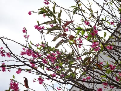 従姉宅に咲いていた沖縄桜