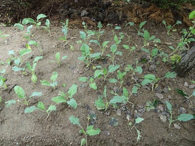定植した茎キャベツ「コールラビー」