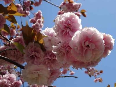 八重桜が咲いていた