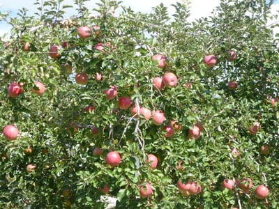 真田一族の館付近はリンゴ畑が長閑に広がっておりました