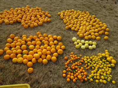 岡山自宅の柑橘類収穫
