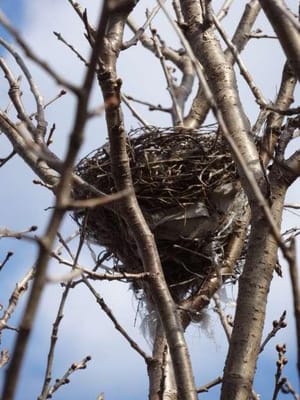 サクランボの木にかけられた小鳥の巣