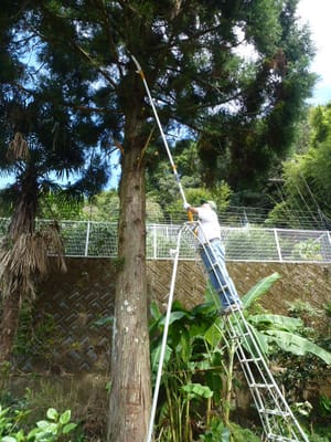 脚立と高枝切りノコを使っての杉の枝打ち作業