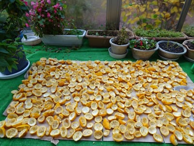サンルームでの柚子皮の乾燥