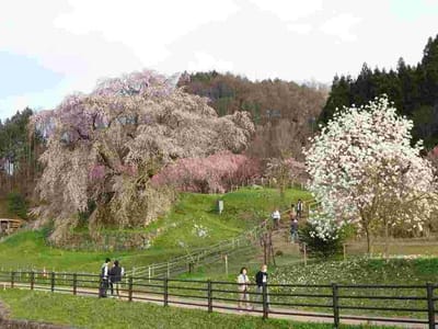 奈良県宇陀市にある又兵衛桜