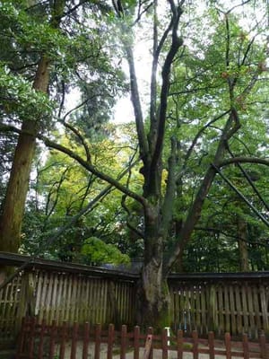 天岩戸神社のおが玉の木