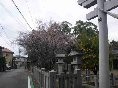 岡崎日吉神社十月桜正面入り口西側