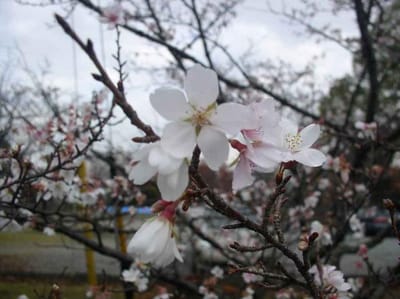 岡崎日吉神社十月桜がメラの近影