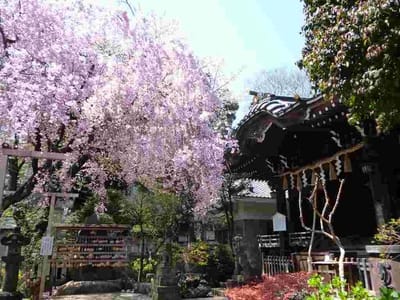 白山神社の枝垂桜
