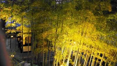 長谷寺の竹林 ライトアップ