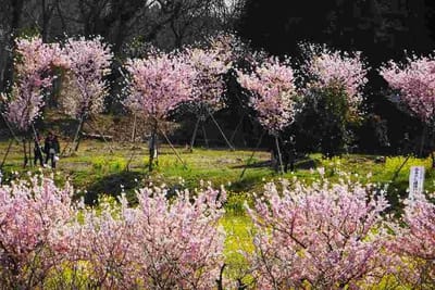 富士見塚の菜の花と‘春めき桜’