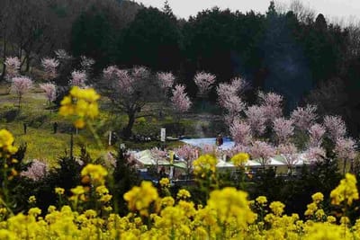 富士見塚の菜の花と‘春めき桜’