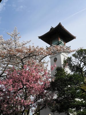 “横浜の桜の美しいところ！”