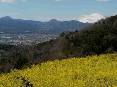 富士見塚の菜の花畑
