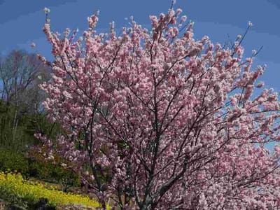 富士見塚の‘春めき桜’