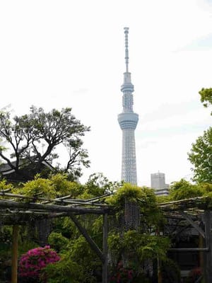 亀戸天神社から見た東京スカイツリー