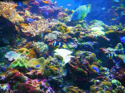 熱帯魚たち