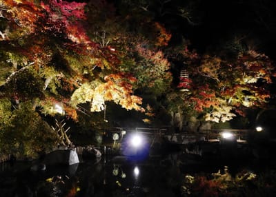 ＜長谷寺のライトアップ紅葉が圧巻の美しさ＞