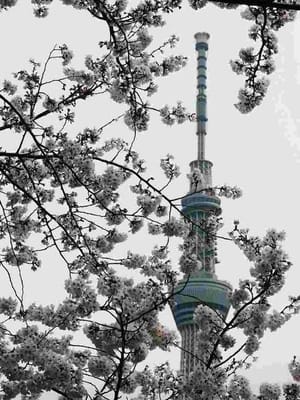 桜の花とスカイツリーのコラボ