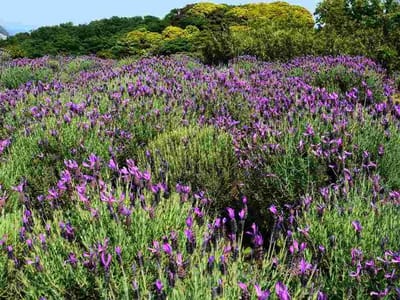 フレンチ・ラベンダー(Flench lavender)